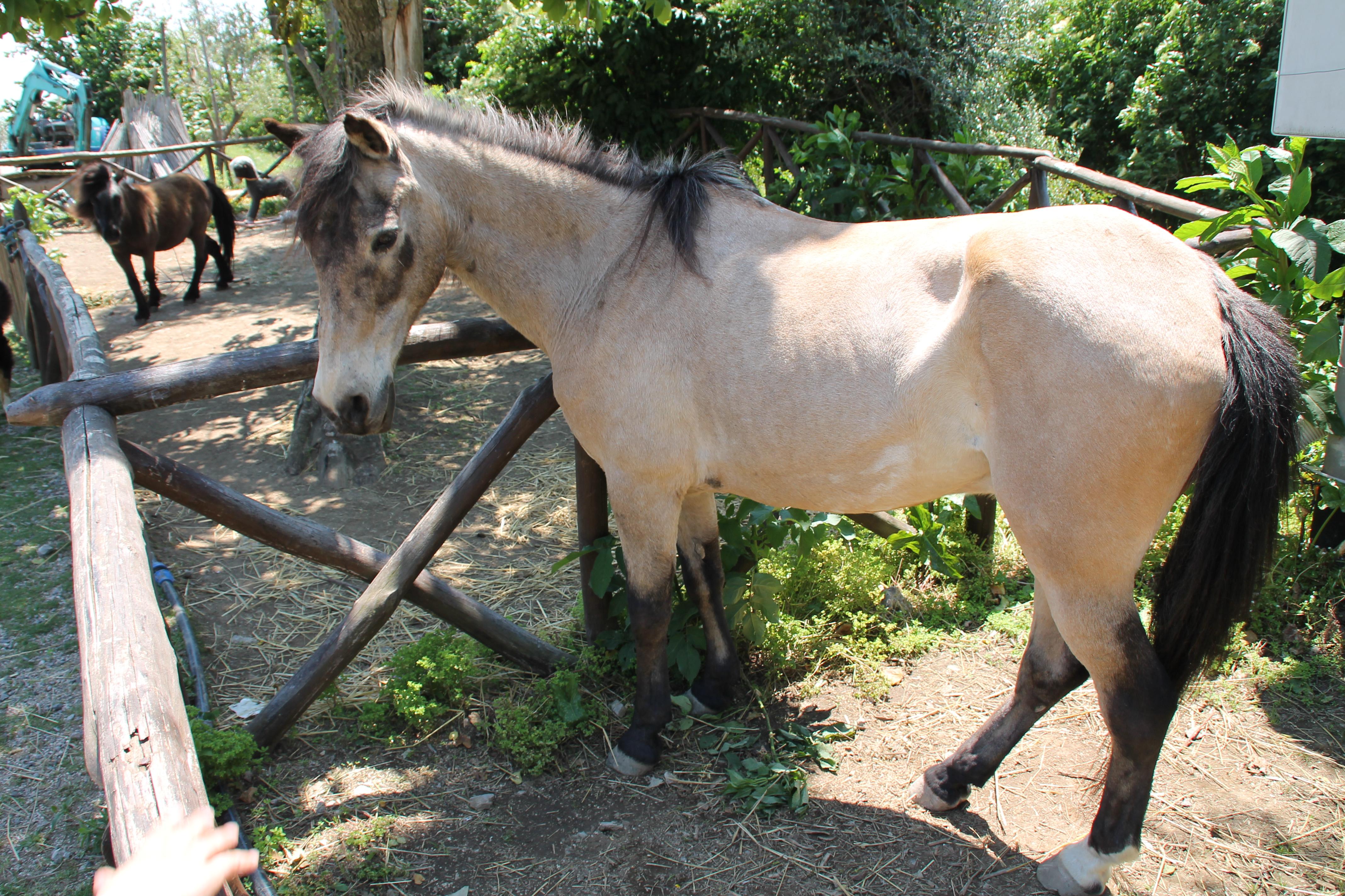 פיאנו די סורנטו Agriturismo Piccolo Paradiso מראה חיצוני תמונה
