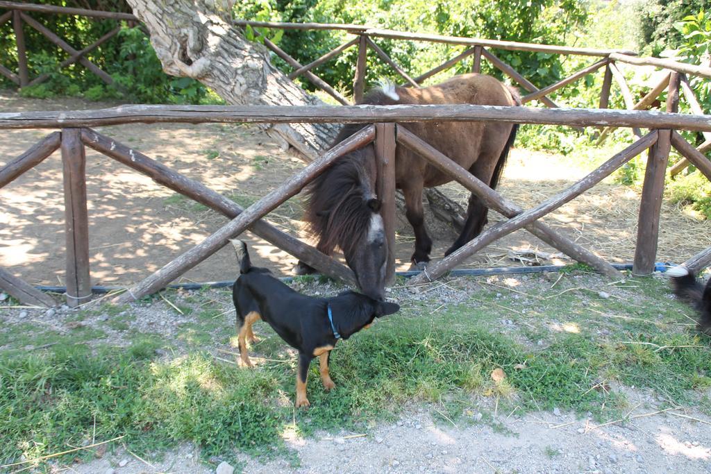 פיאנו די סורנטו Agriturismo Piccolo Paradiso מראה חיצוני תמונה