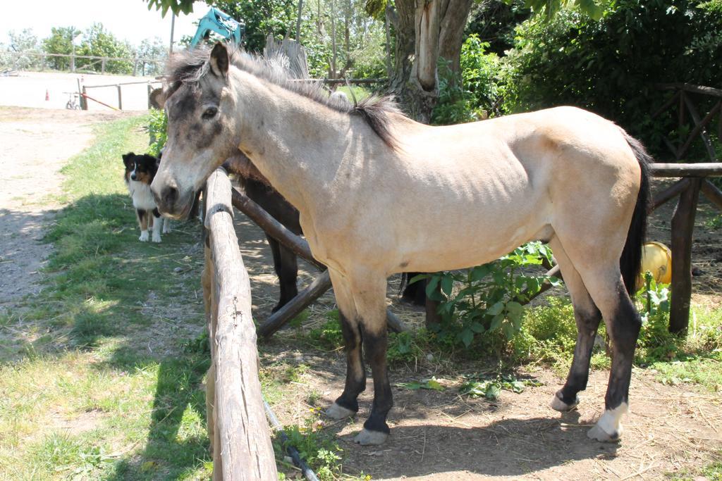 פיאנו די סורנטו Agriturismo Piccolo Paradiso מראה חיצוני תמונה